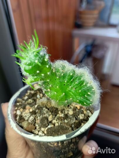 Кактус Аустроцилиндропунция кристата