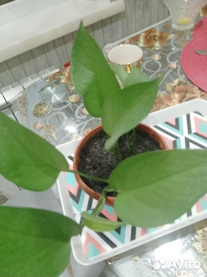 Вьюн название точно не знаю