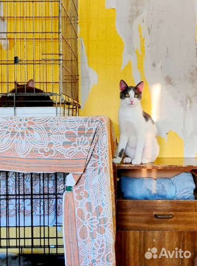 Молодой подросток Шурик