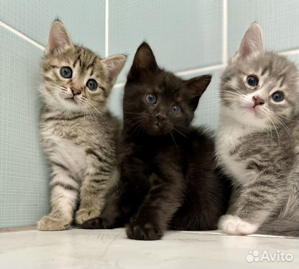 Котята в добрые руки