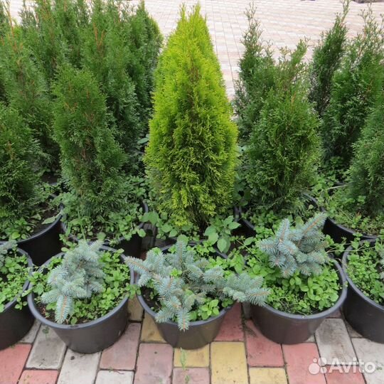 Туи Смарагд