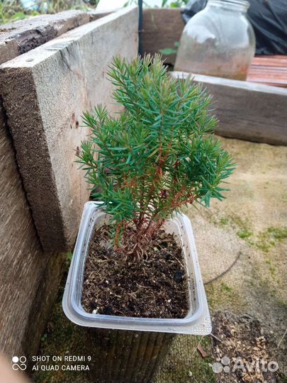 Хвойные и другие для сада