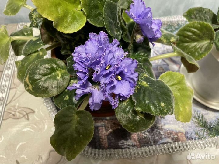 Фиалка махровая