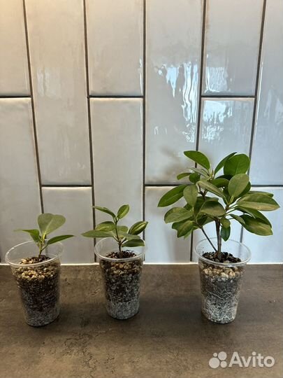 Фикус Мокламе