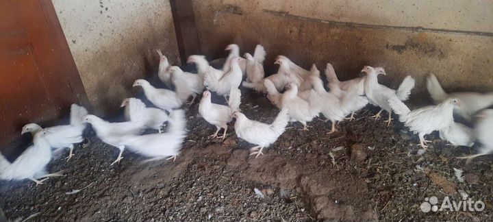 Куры.Петухи