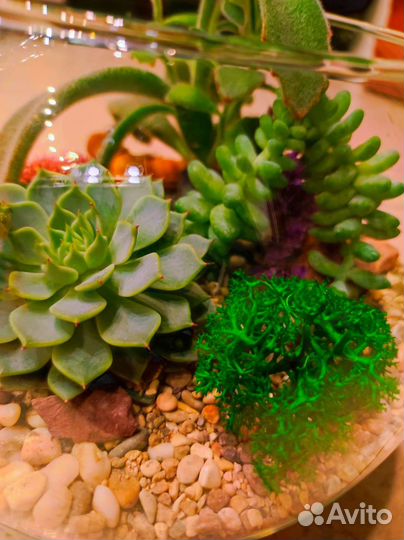 Флорариум суккуленты