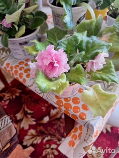 Цветущие фиалки