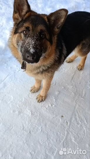 Немецкая овчарка в добрые руки