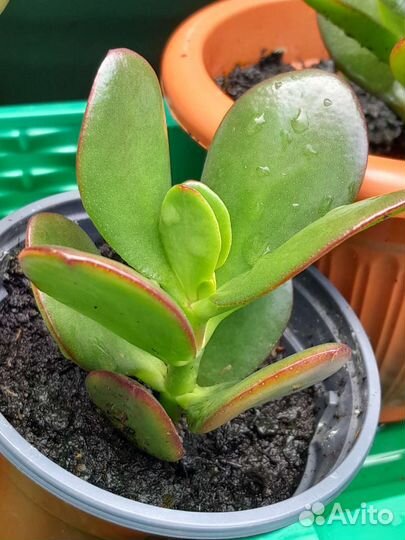 Крассула. Дерево денег