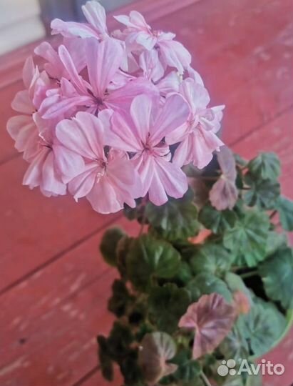 Пеларгония герань сортовая горшочки 0,5 л