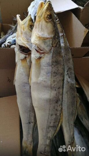 Астраханская рыба вяленая