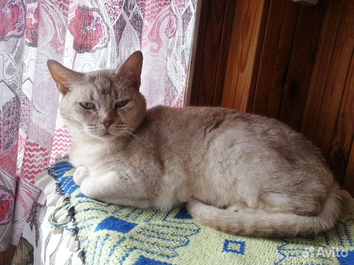 Котик в добрые руки