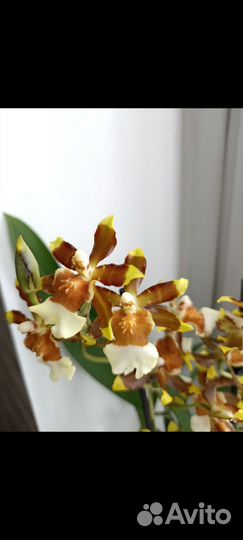 Орхидея камбрия