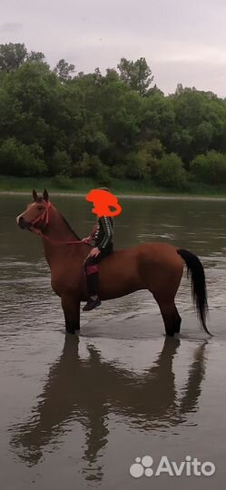 Арабская кобыла