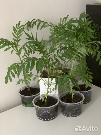 Рассада цветов бархатцы