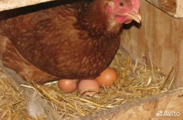 Домашние куриные яйца
