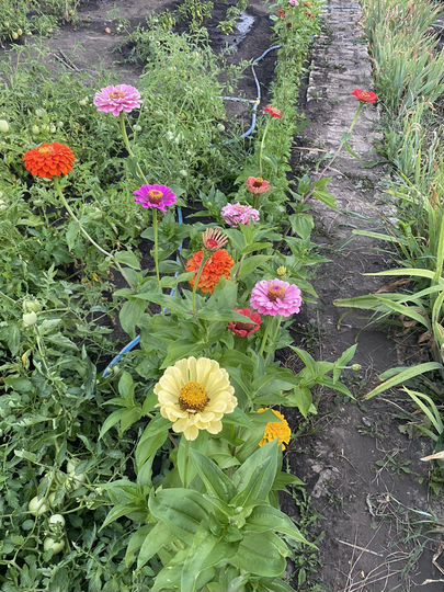 Дача 15 м² на участке 8 сот.