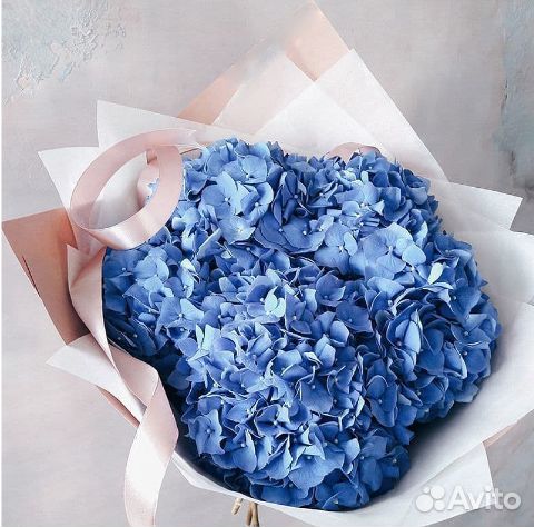 Голубая гортензия моно №426