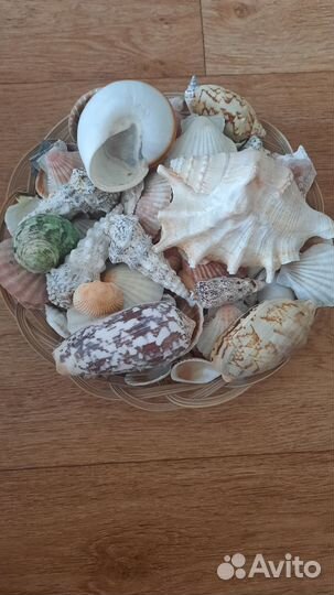 Набор Морские ракушки