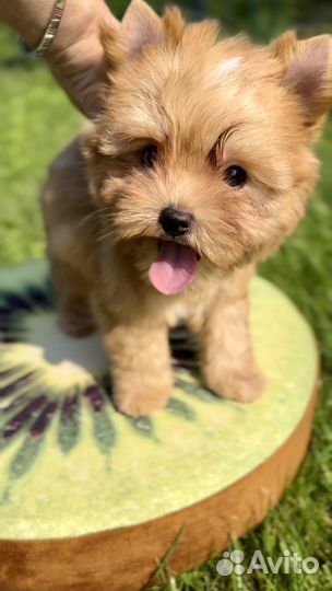 Йоркширский терьер, девочка Продана