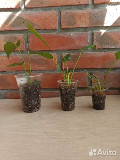 Детки Антуриума