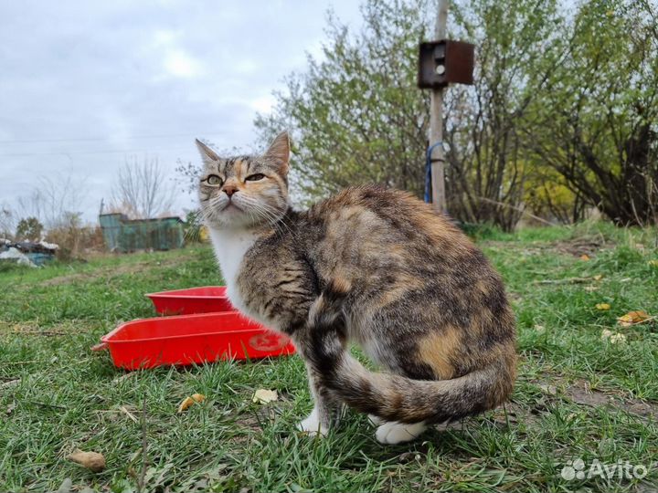 От сердца к сердцу