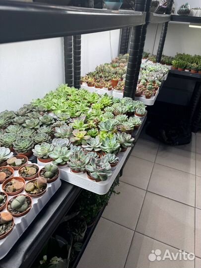 Суккуленты опт/розница