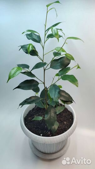 Фикус бенджамина пестролистный