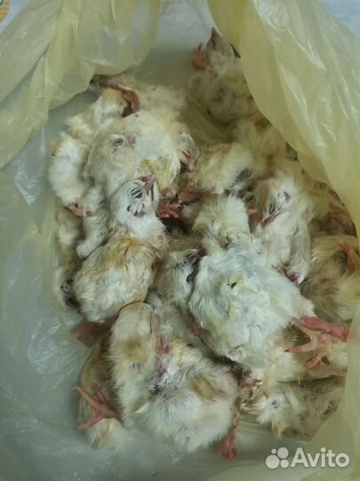 Замороженные суточные цыплята