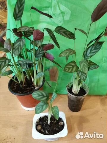 Кротоны, ктенанта.книфофия. выскочка, педилантус