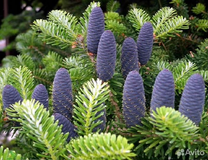 Семена пихты корейской