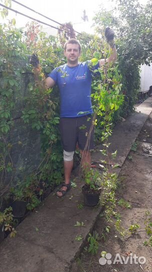 Саженцы девичий виноград