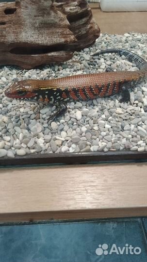 Огненные сцинки