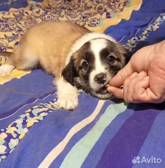 Собака в добрые руки маленькая