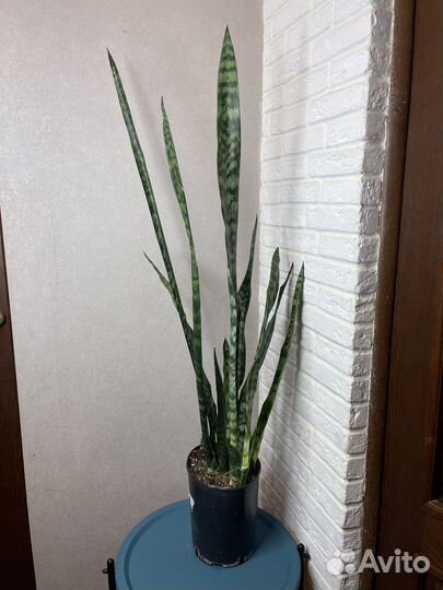 Сансевиерия лауренти комнатные цветы