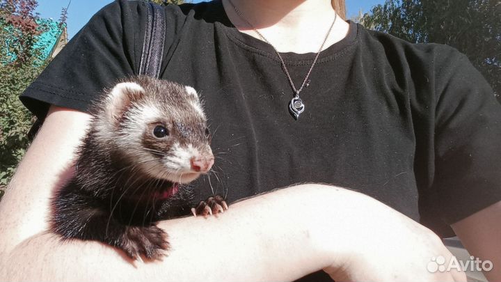 Домашний хорек