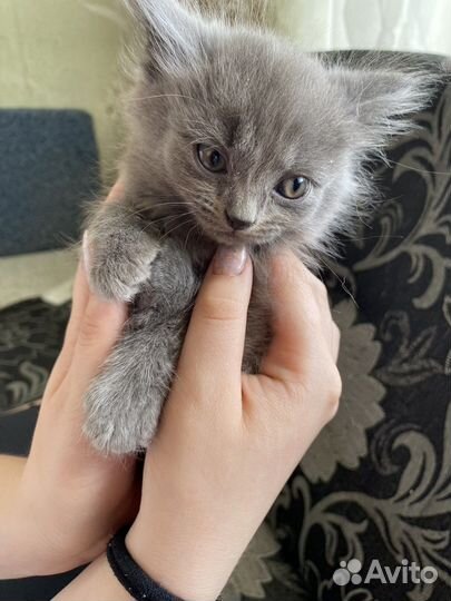 Котенок мальчик в добрые руки