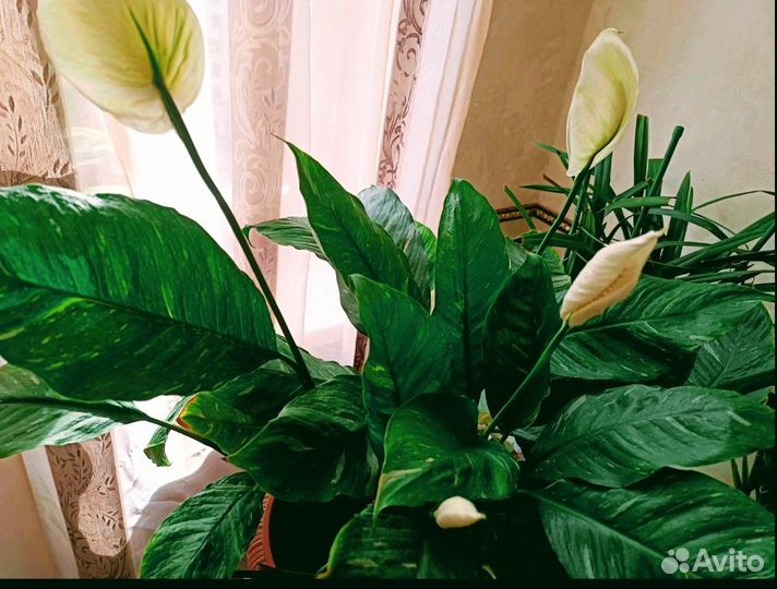 Спатифиллум Джемини