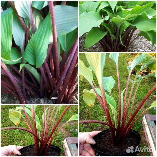 Хоста в ассортименте