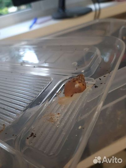 Улитки ахатины