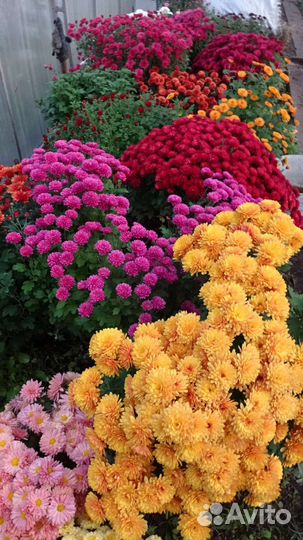 Хризантемы разные