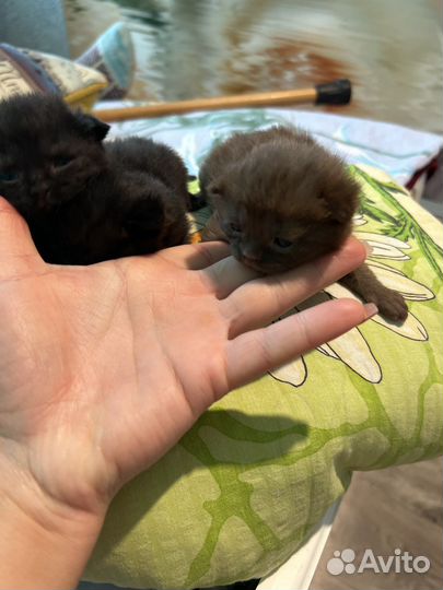 Кошки в добрые руки породистые 