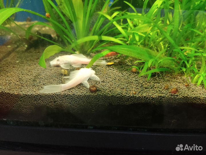 Эхинодорус амазонский