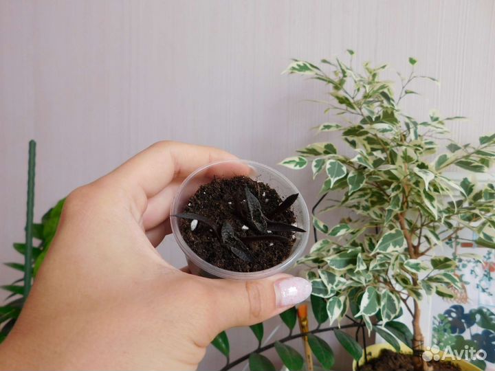 Фикус сансевиерия сциндапусус традесканция