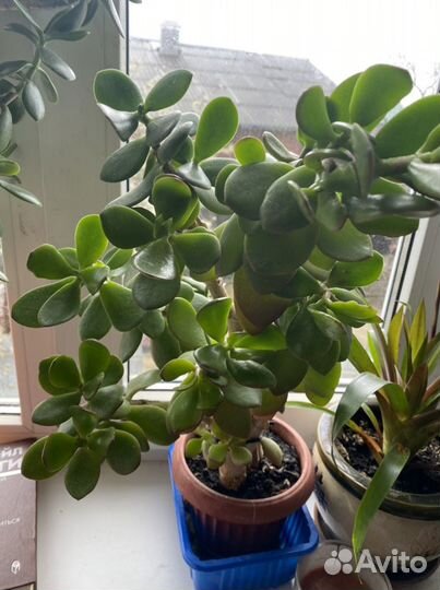 Денежное дерево