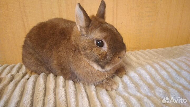 Карликовый нидерландский кролик