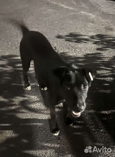 Юный барбосик ищет добрые руки