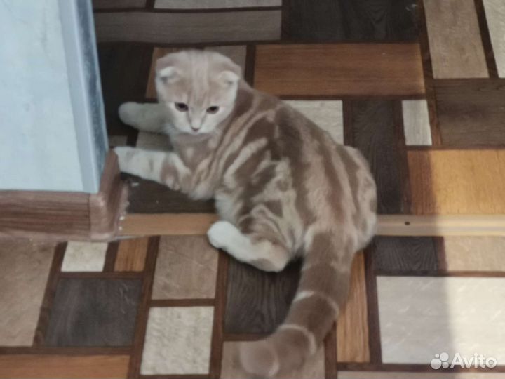 Британский вислоухий котенок