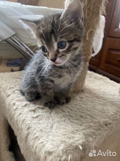 Котенок ласковый мальчик домашний