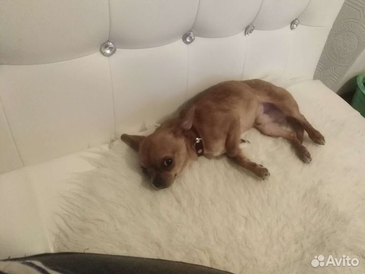 Вязка той терьер микро 1.5